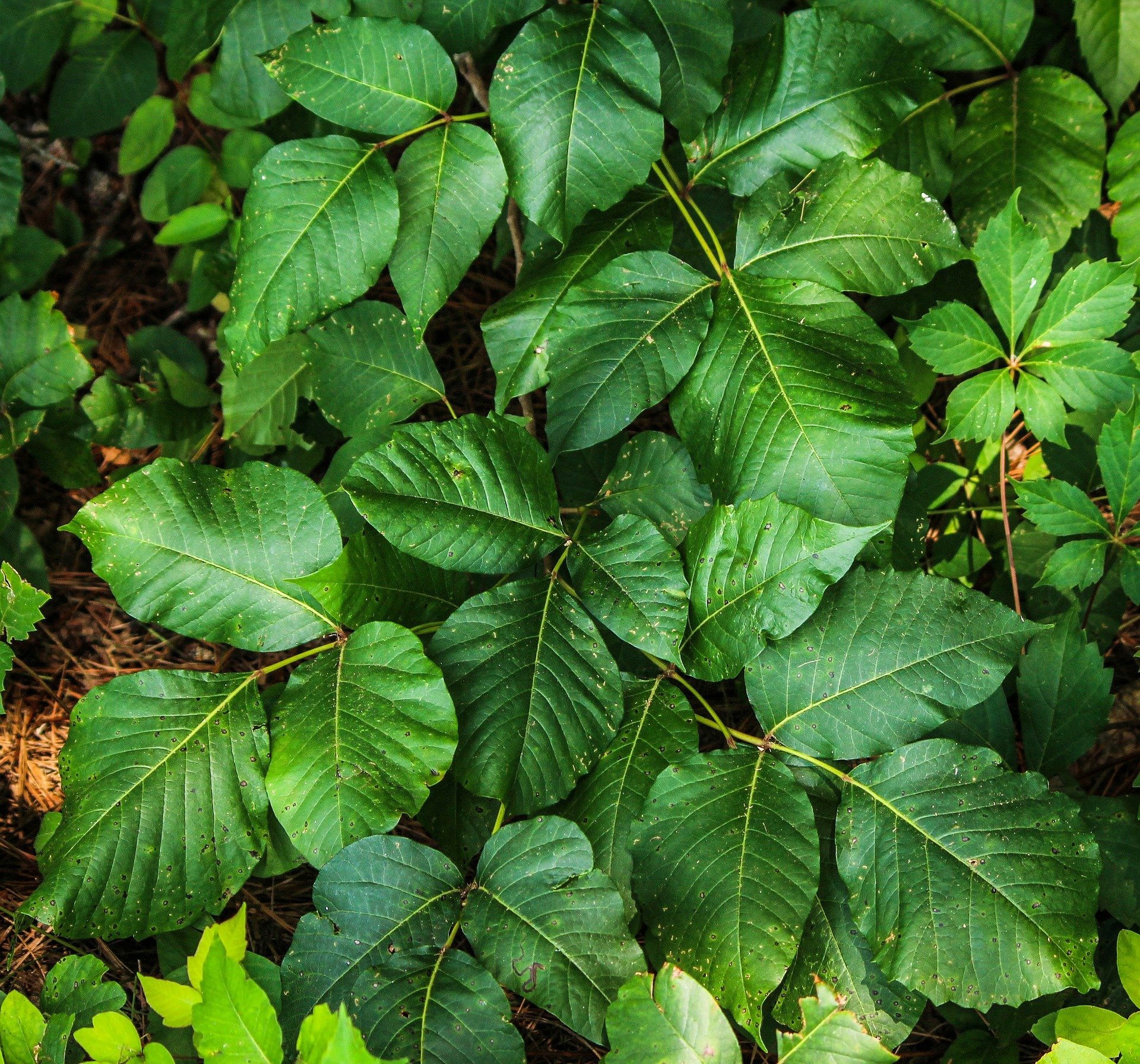 Differences Between Poison Ivy & Poison Oak - Indigo